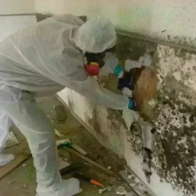 Mold Remediation and Removal in Dawsonville, GA